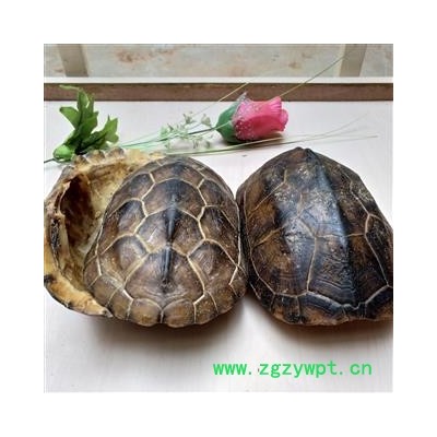 龟板 旱龟板 上龟板 乌龟壳 选货 产地 湖北省