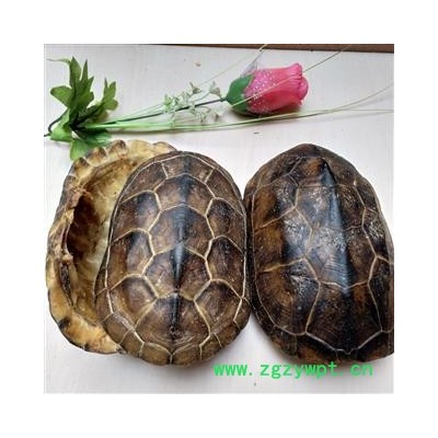 龟甲 龟上甲 龟板壳 正品旱龟板 大个乌龟上壳  产地 江西省