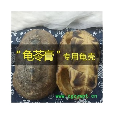 乌龟壳 整个乌龟壳  龟筒 草龟 产地 福建省