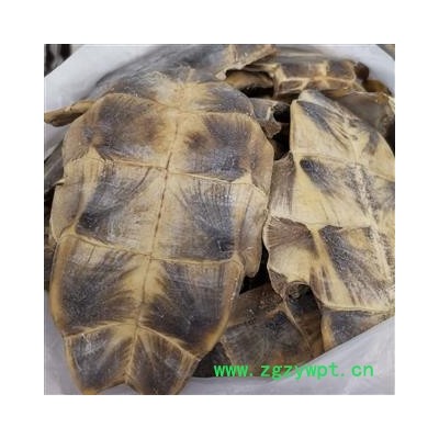 圣草康园龟板 龟甲新货 旱龟板选货 龟板 包含量 产地 湖北省
