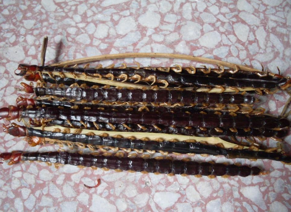 蜈蚣@【录建药业】蜈蚣干品无接条批发零售中药材100条起批全虫