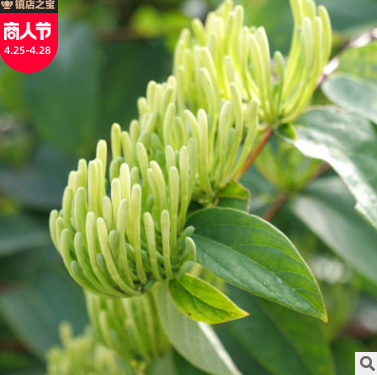 湖南原产地四季适用绿版金银花 花草泡水食用散装山银花500g批发