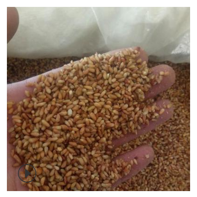 肉柏子仁 柏籽仁 柏子仁肉 伯仁肉 中药材批发 1000g克包邮