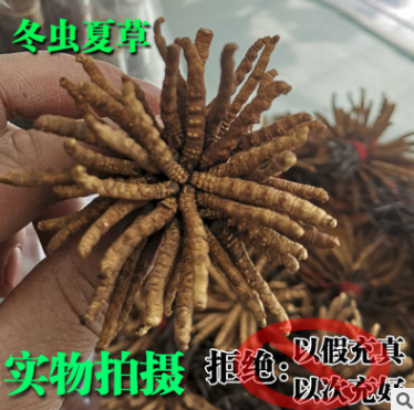 中药材 批发 冬虫夏草 虫草 产地 各种规格 4000条一公斤