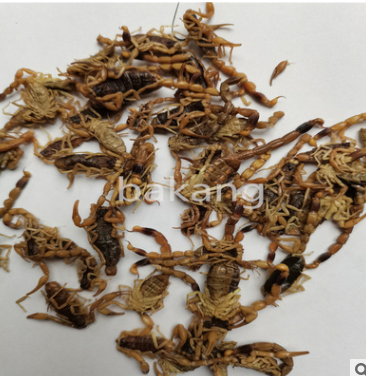 供应 全虫 蝎子 全蝎 统货批发零售