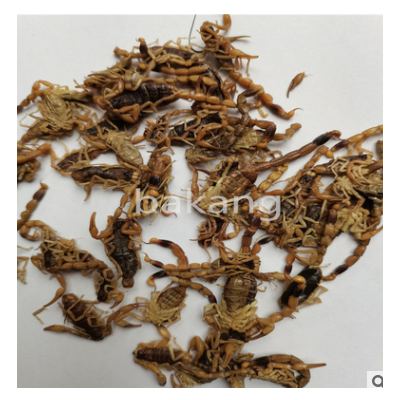 供应 全虫 蝎子 全蝎 统货批发零售