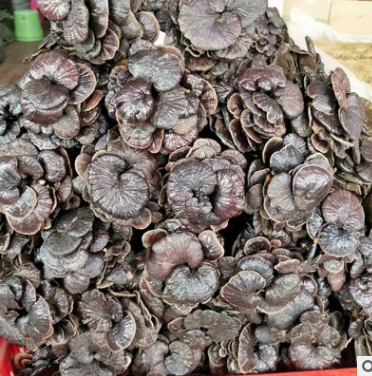 小灵芝 竹灵芝 竹芝