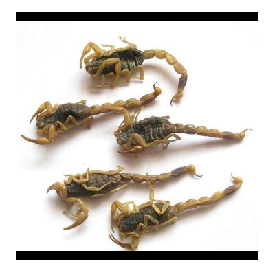 中药材批发 野生清水全蝎 新货正品蝎子干净蝎子一公斤包邮