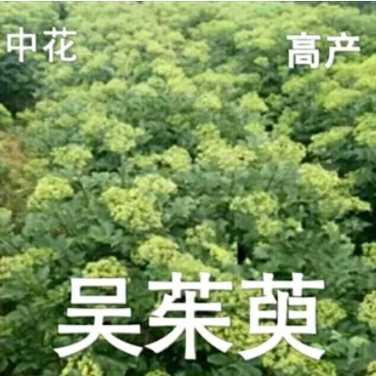 正宗江西吴茱萸苗中花树苗扦插苗 枝条 种苗正宗江西中花送生根粉