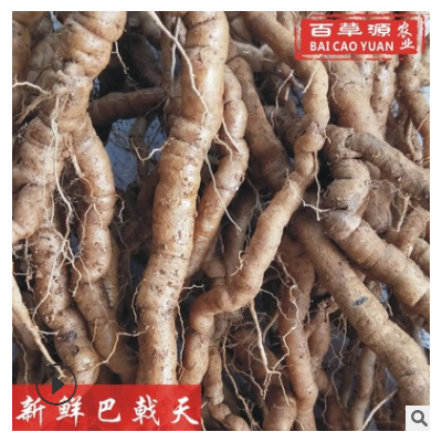 鲜巴戟天鸡肠薯500g中药材新鲜可泡酒煲汤配中药鸡肠风巴戟天