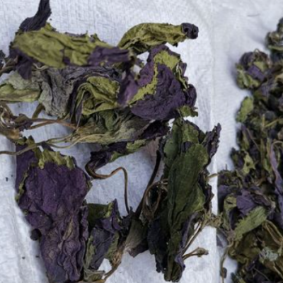 供应大货紫苏叶 手摘紫苏叶