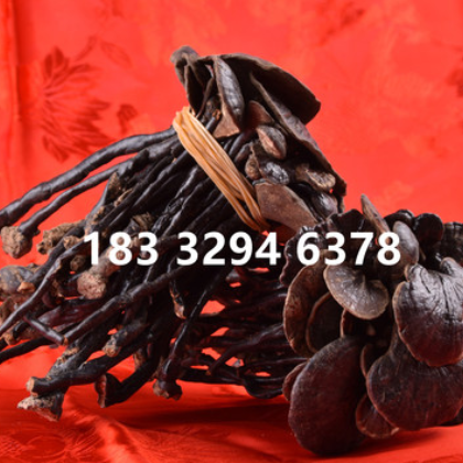 供应 灵芝 竹灵芝 产地云南