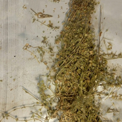 中药材小米草 芒小米草 量大从优