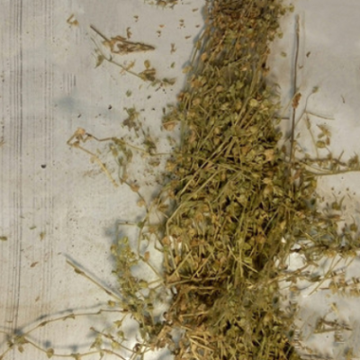 中药材小米草 芒小米草 量大从优