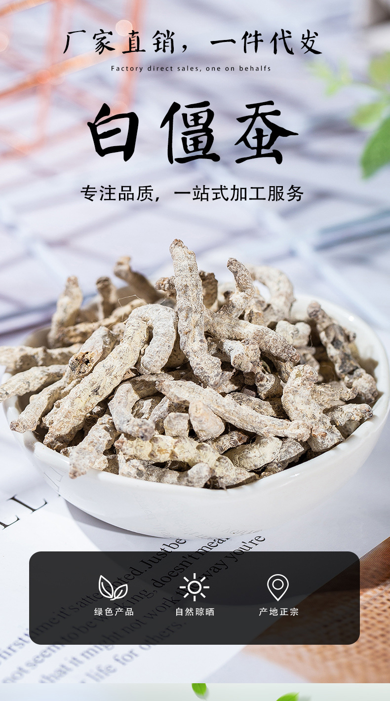 白僵蚕_01