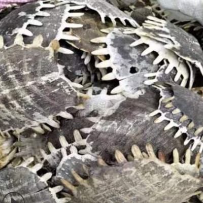 散装 中药材鳖甲 甲鱼壳 生鳖甲　 农产品初加工批发量大从优龟板