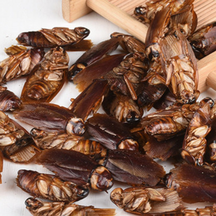 蟑螂 中药材 药用蟑螂粉 蟑螂干 美洲大蠊 代磨粉 承接订单
