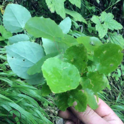 淫羊藿 甘肃无杂草小圆叶泡酒男性药材 含量≥0.6% 产地批发