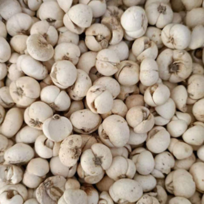 松贝母川贝母 品质保障规格多样 价格实惠量大从优 诚信厂家