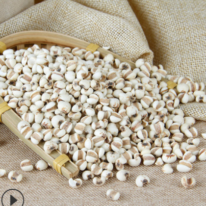 厂家批发低温烘焙熟五谷杂粮磨房代用茶薏苡仁米烘炒香熟大薏米仁