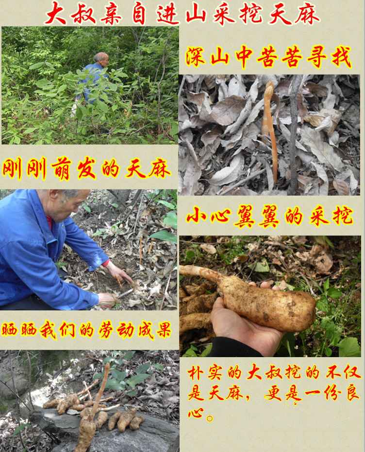 孕妇吃川宫白芷天麻么全天麻神奇