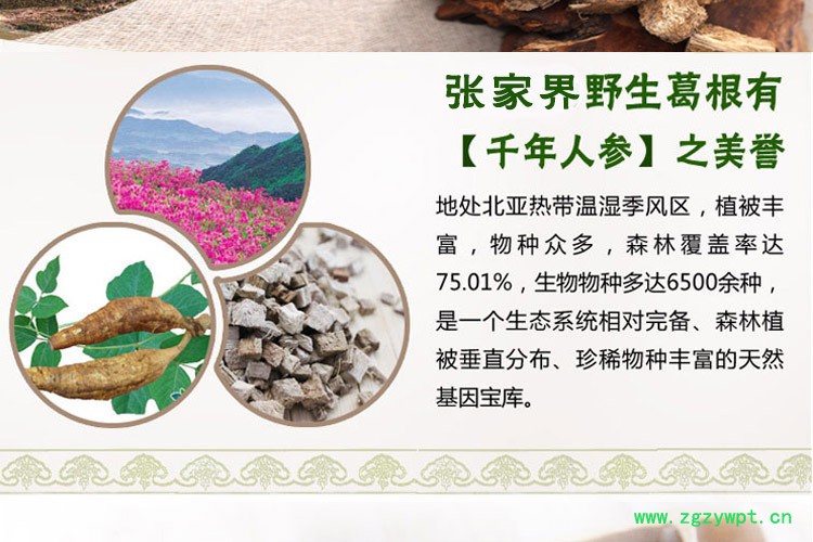 葛根片---副本_02