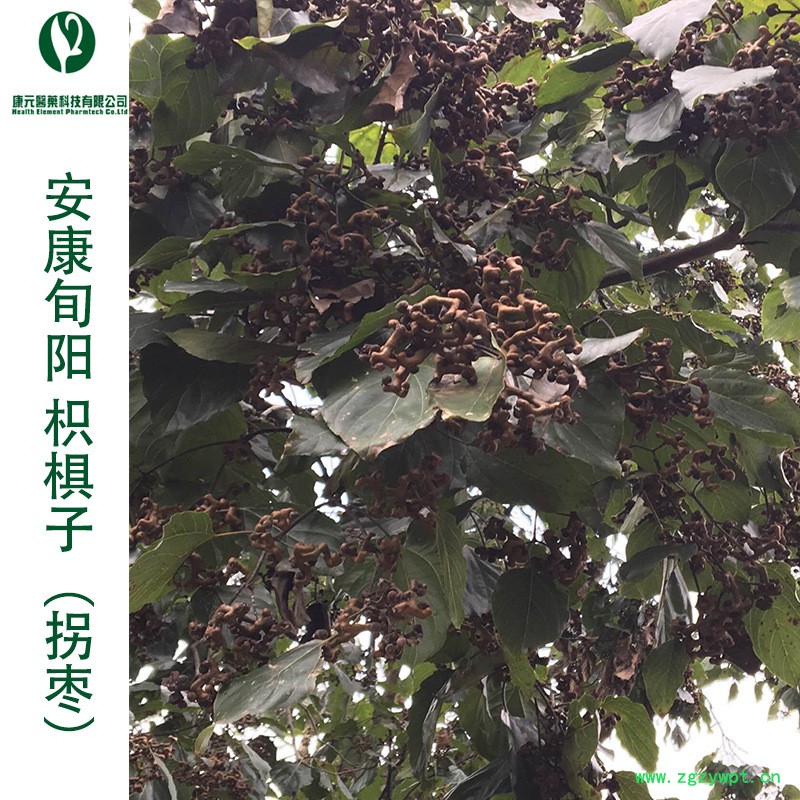 拐枣树