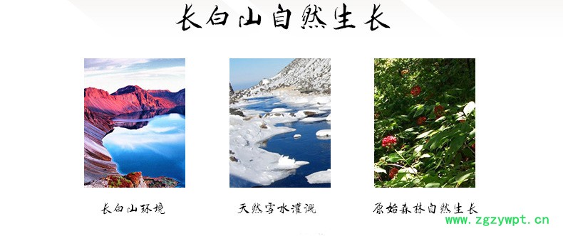 鹿茸野山参泡酒移山参林下参白参林下参