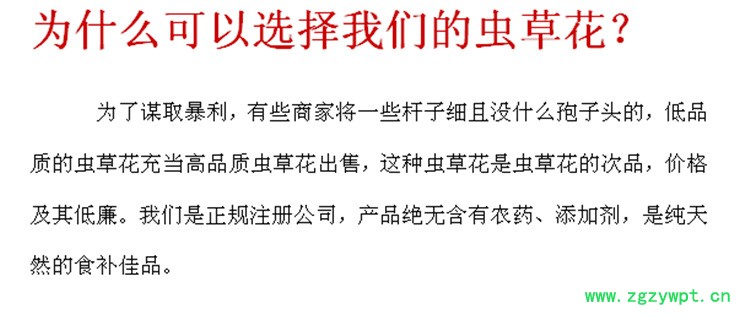 金冬虫夏草文字2