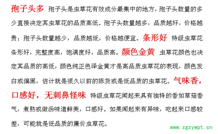 金冬虫夏草文字1