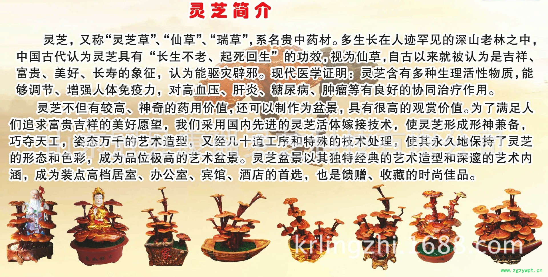 灵芝1_副本_副本