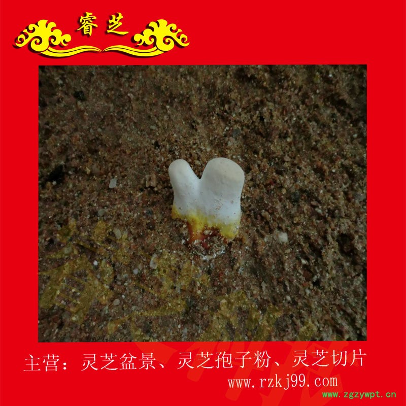 生长图20
