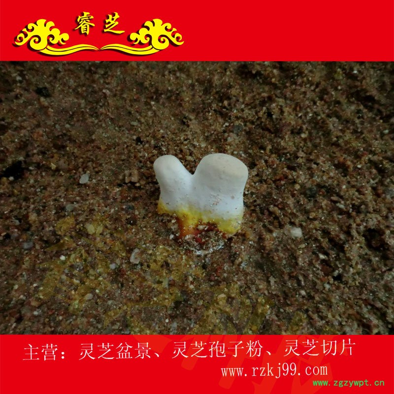 生长图19