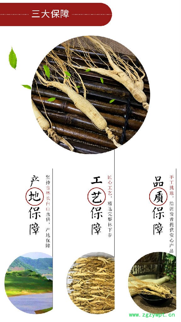 灵芝山参泡酒移山参下林下参