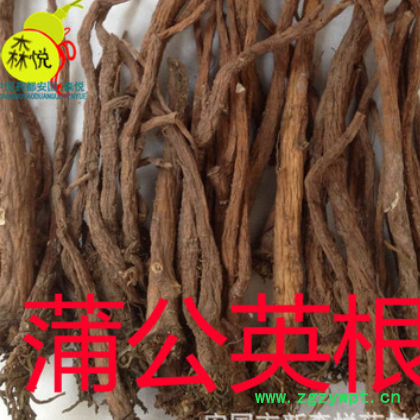 蒲公英根 批发冷背中药材 公英根 河北产 药用 正品 保含量