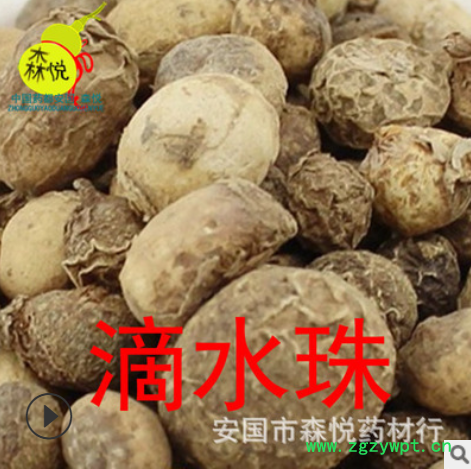 滴水珠 批发冷背药材一滴珠 一粒珠 独龙珠 蛇珠 易一面锣 白铃子