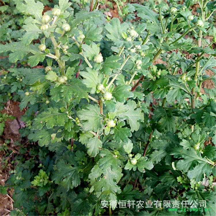 新建文件夹IMG_20161007_091622