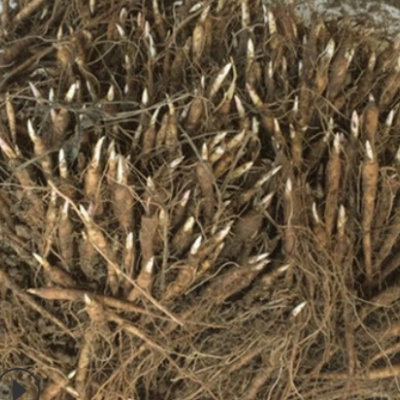 批发 芍药花苗1年生 观赏药用白芍药种苗 白芍芽赤芍芽 油用牡丹