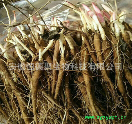 芍药种苗改良赤芍药种苗白芍花苗观赏芍药花苗药材种苗绿花苗木