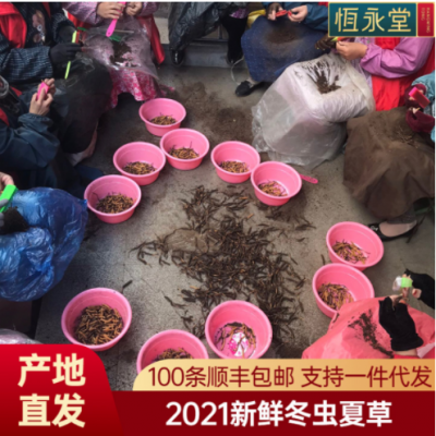 2021年新鲜冬虫夏草上市 西宁果洛新鲜冬虫夏 一件代发 产地直发