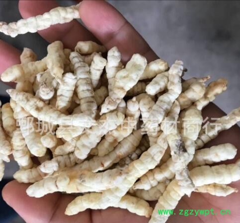 白虫草 白虫草参 肺痨草土冬虫草地摊展销会现货批发【文杰中药材
