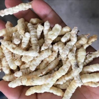 白虫草 白虫草参 肺痨草土冬虫草地摊展销会现货批发【文杰中药材