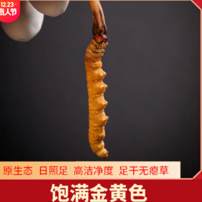 西藏那曲冬虫夏草 虫草冻干无断草 传统滋补品营养品虫草现货批发