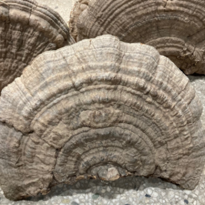 平盖灵芝 东北长白山散装平盖赤灵芝 特产大灵芝批发 大块1-2斤