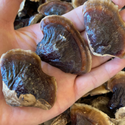 批发金边灵芝 长白山灵芝  整支灵芝500克/件 林芝切片一斤