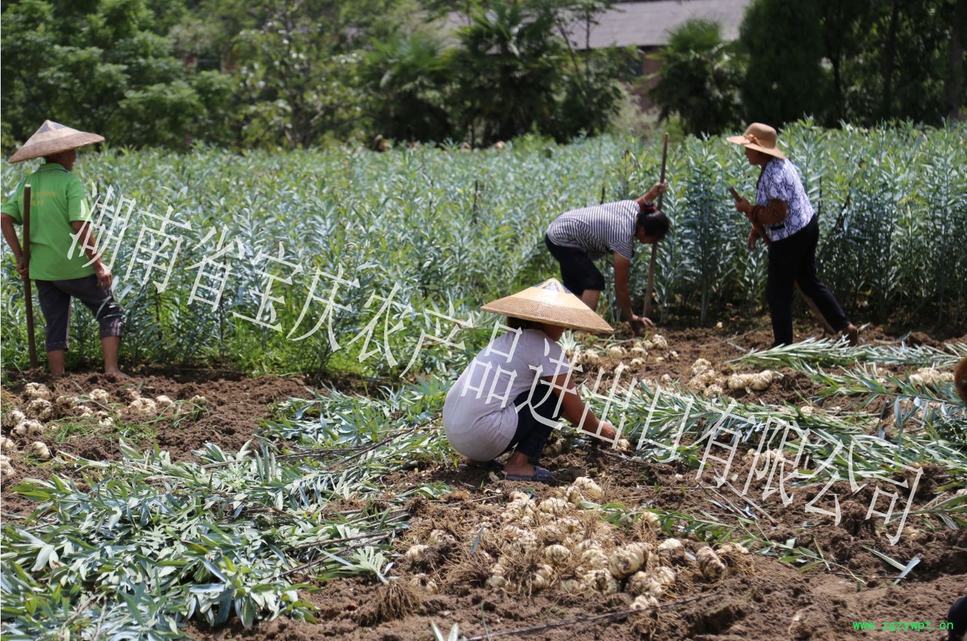 龙牙百合种植基地图2_conew1