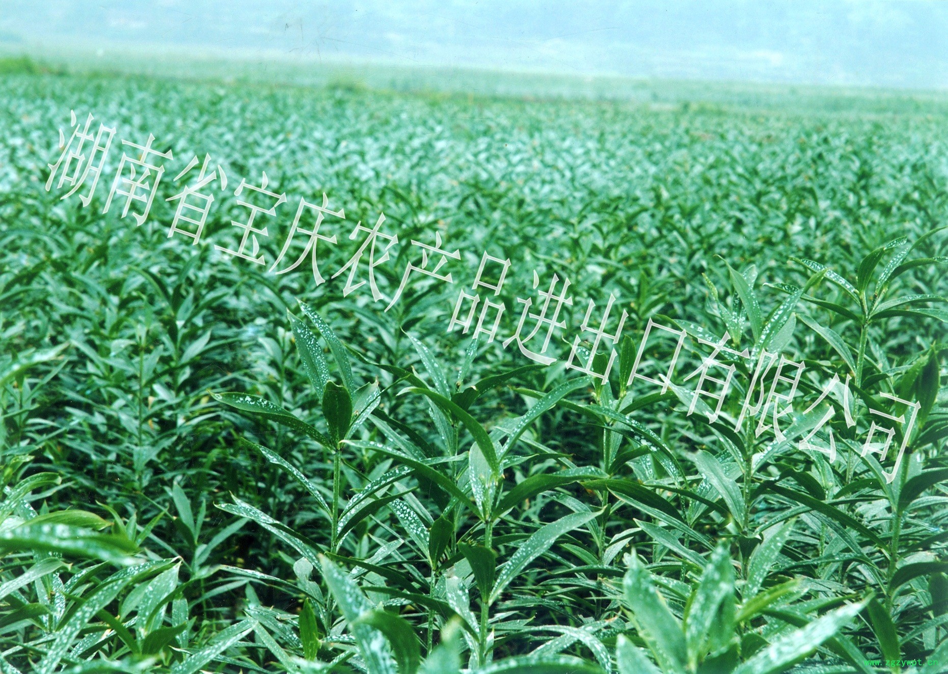 龙牙百合种植基地图2_conew1