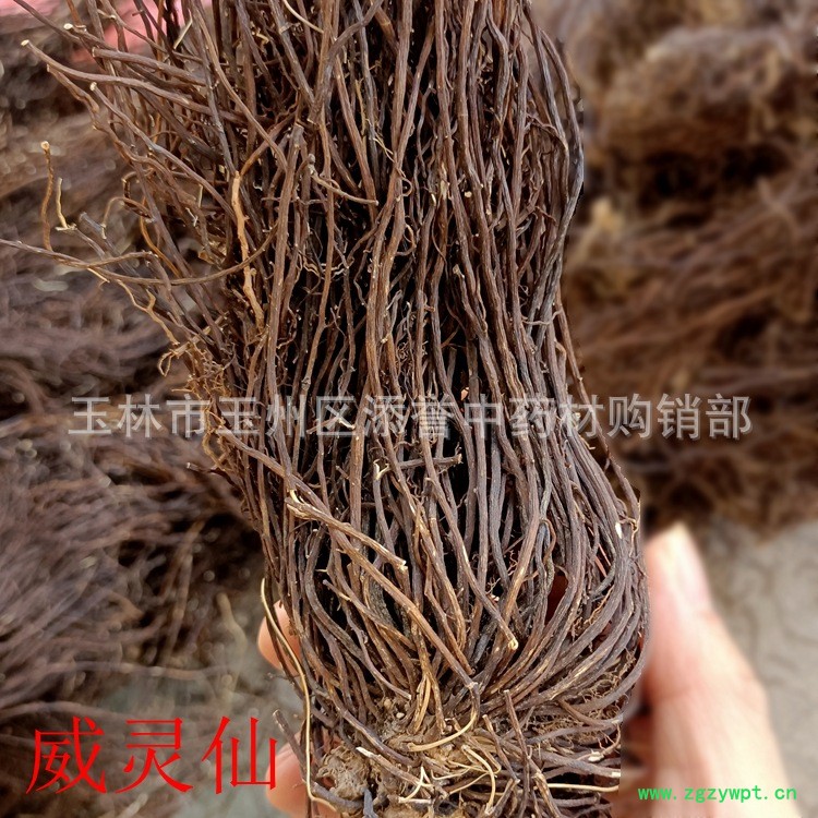 威灵仙条