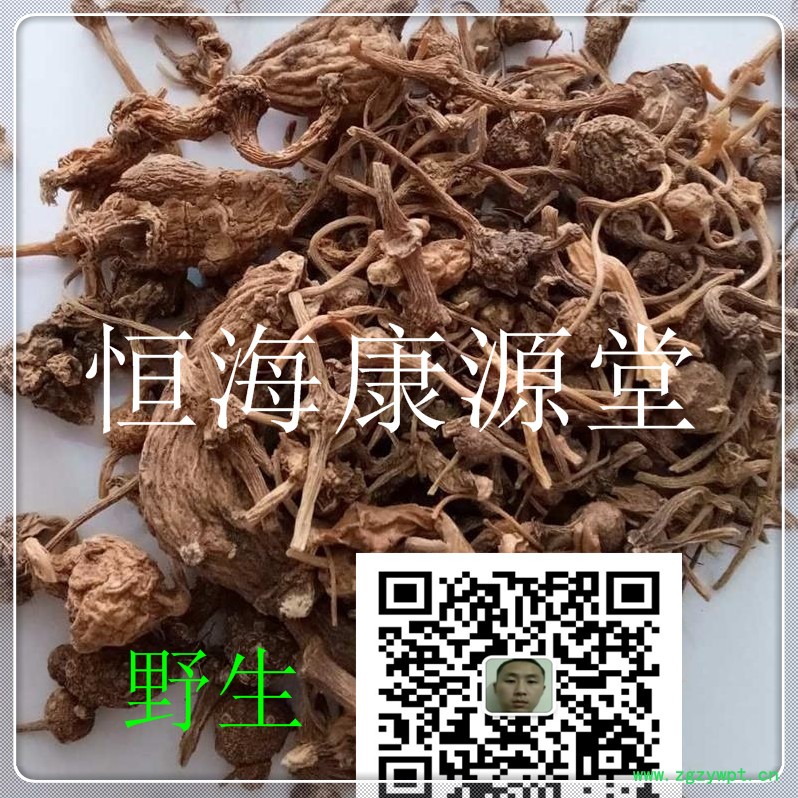 珠子参258_副本.jpg