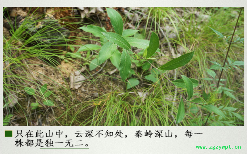 QQ截图20190915185345.png